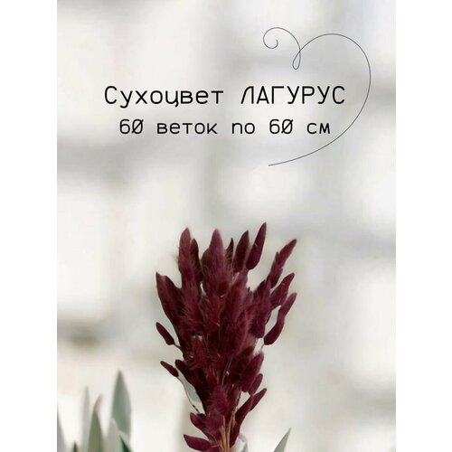 Натуральный лагурус 60см 60шт сухоцвет