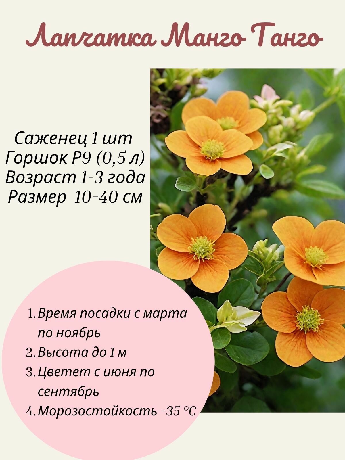 Лапчатка Mango Tango (Манго Танго) 1 шт саженец в горшке Р9