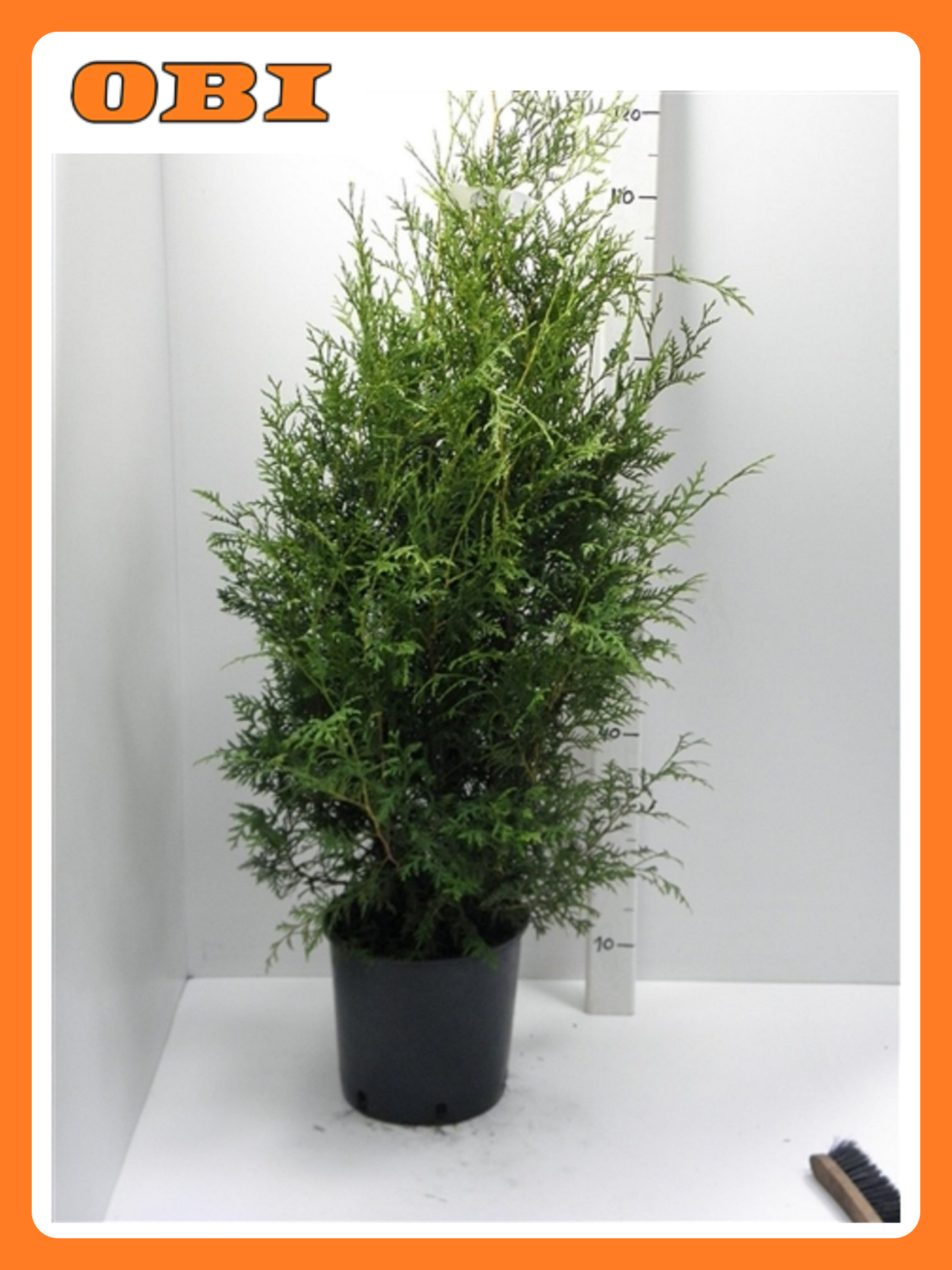 Туя западная Брабант 882892 многолетняя хвойная декоративная С5 H80-100