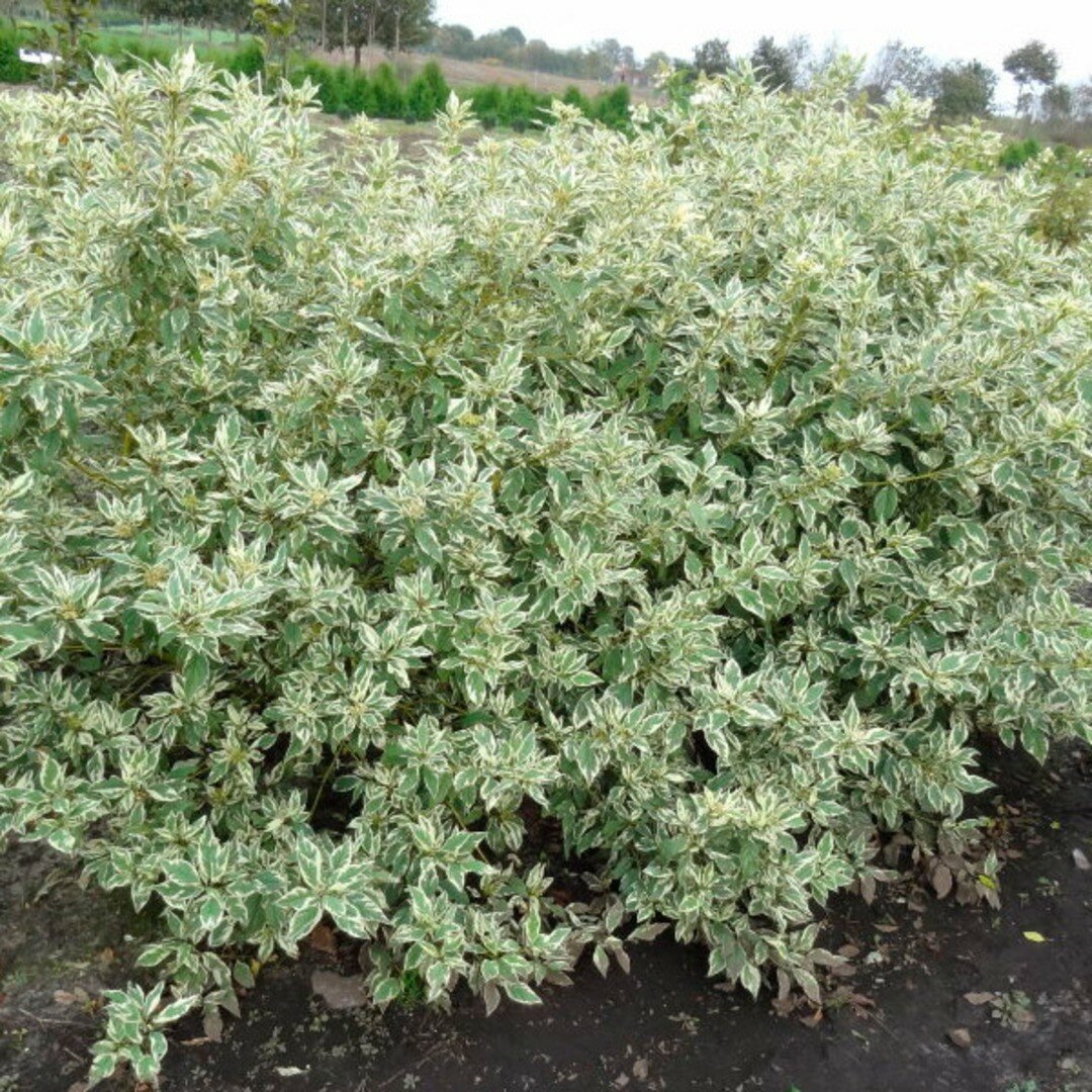 Дерен отпрысковый Вайт Голд (Belgium Plants Van. (Бельгия)) 1 саженец в горшке 15-20 см