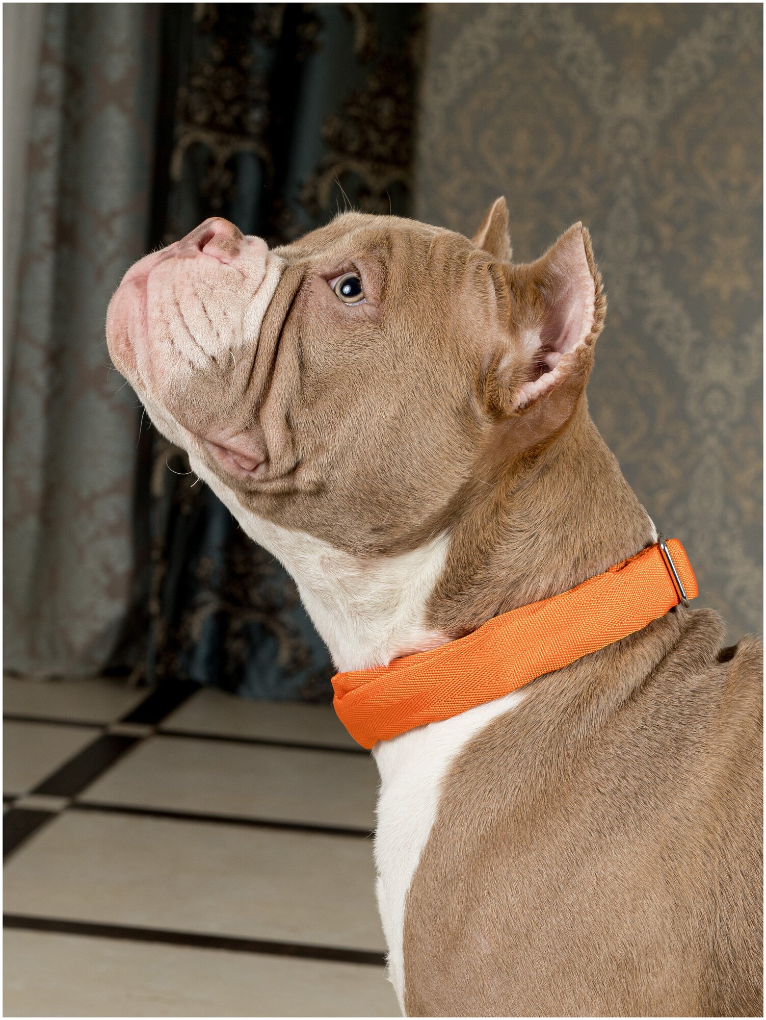 Воздушный ошейник Japan Premium Pet для активных и серьёзных собак, размер L (цвет: оранжевый) - фотография № 7