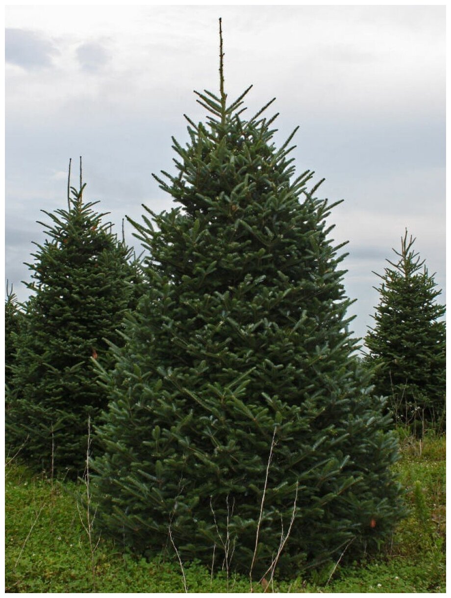 Семена Ель сибирская (Picea obovata) 50 штук