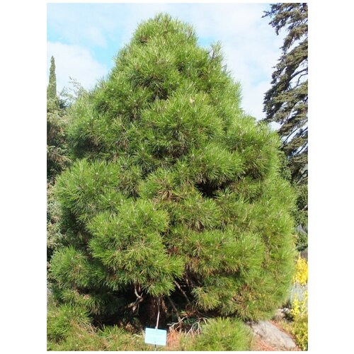 Семена Сосна Крымская (Pinus nigra pallasiana), 50 штук