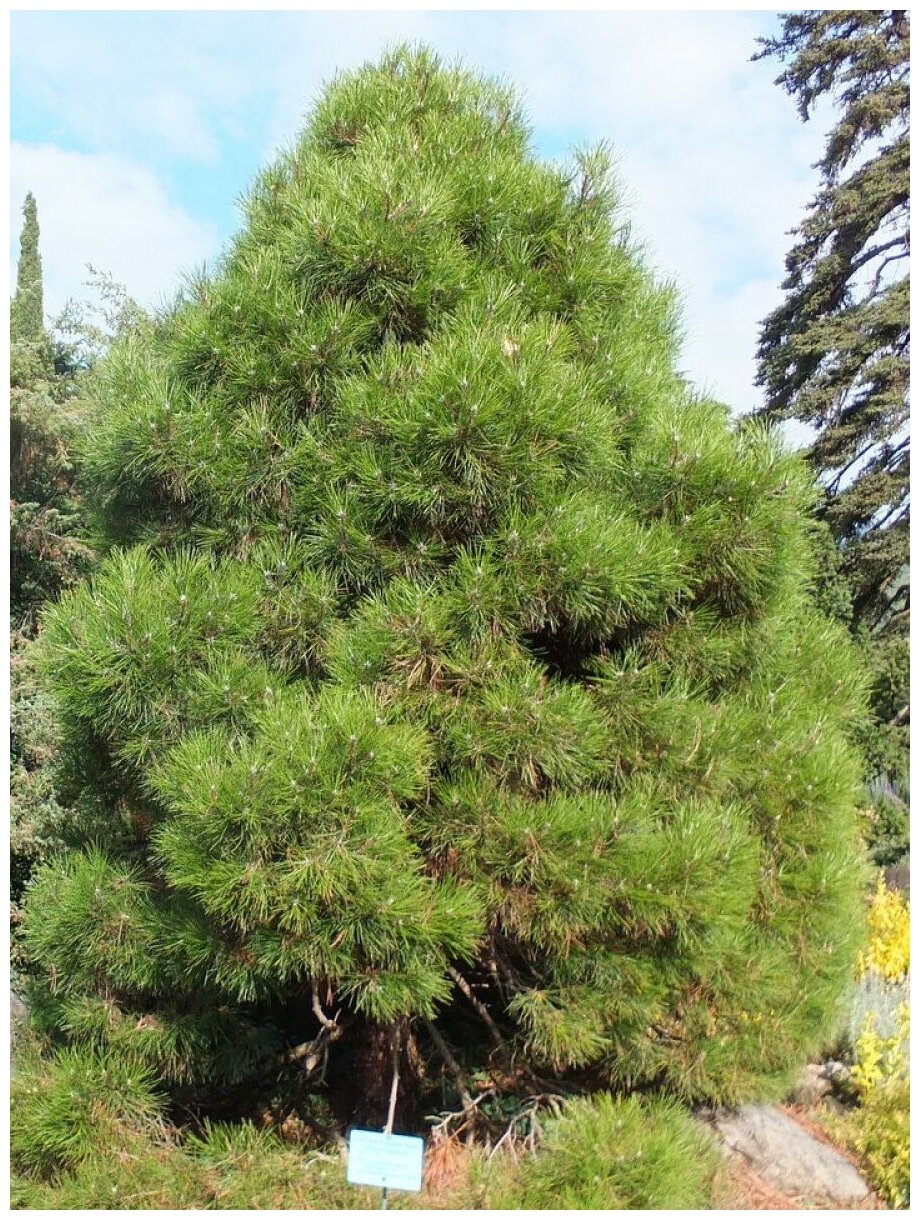 Семена Сосна Крымская (Pinus nigra pallasiana), 50 штук