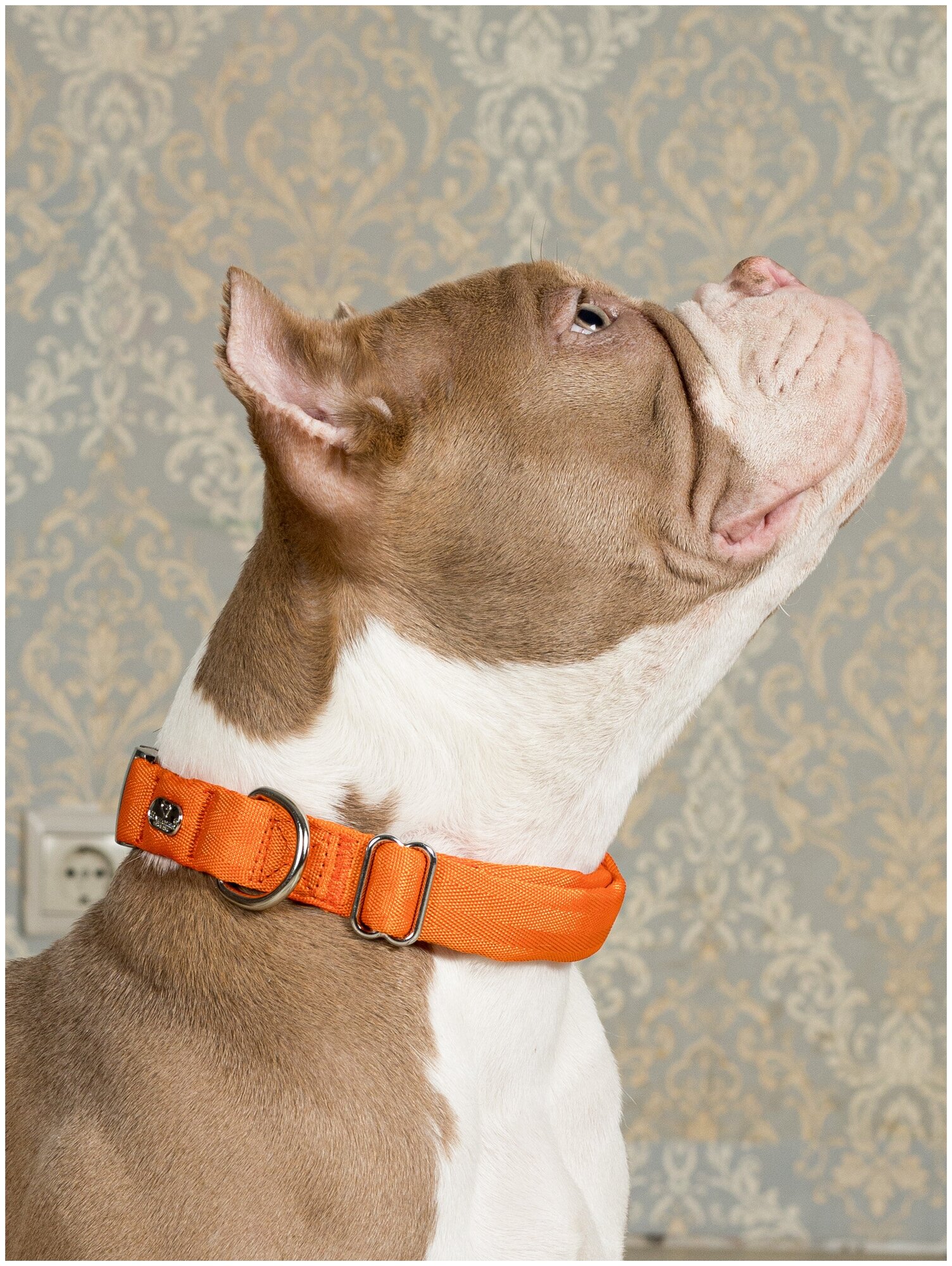Воздушный ошейник Japan Premium Pet для активных и серьёзных собак, размер L (цвет: оранжевый) - фотография № 1