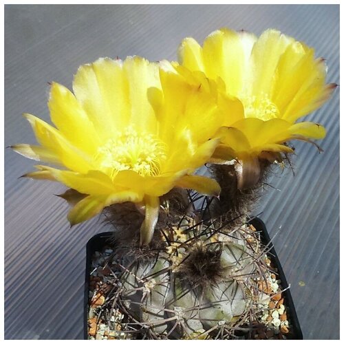 Семена Орешка Суккулент Кактус Acanthocalycium glaucum P-143 10 шт.