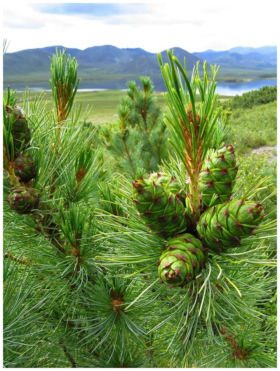 Семена Кедровый стланик (Pinus pumila), 30 штук
