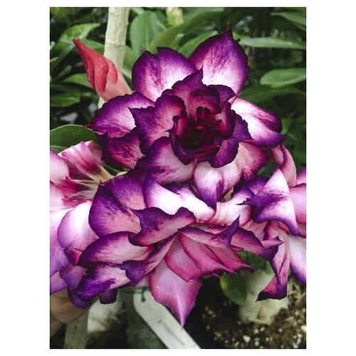 Адениум Temptation, суккулент цветущий для дома, живое растение в горшке, 7 см