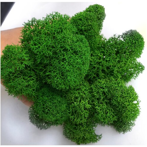 Мох стабилизированный 1 кг цвет green