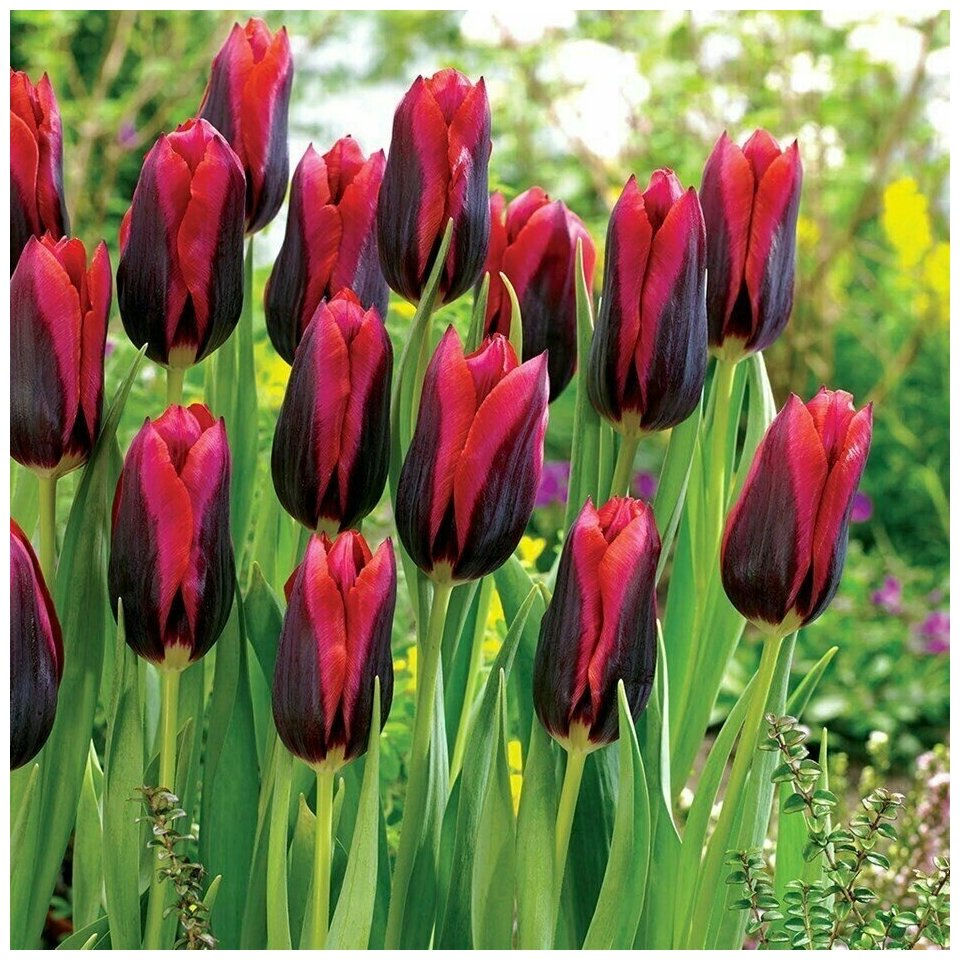 Тюльпан бахромчатый Макарска (Tulipa Makarska), 10 шт в уп. - фотография № 4