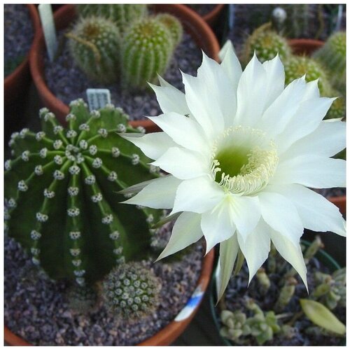 Семена Орешка Суккулент Кактус Echinopsis eyriesii 10 шт. семена орешка суккулент кактус hamatocactus hamatocanthus v papyracanthus vm 230 10 шт