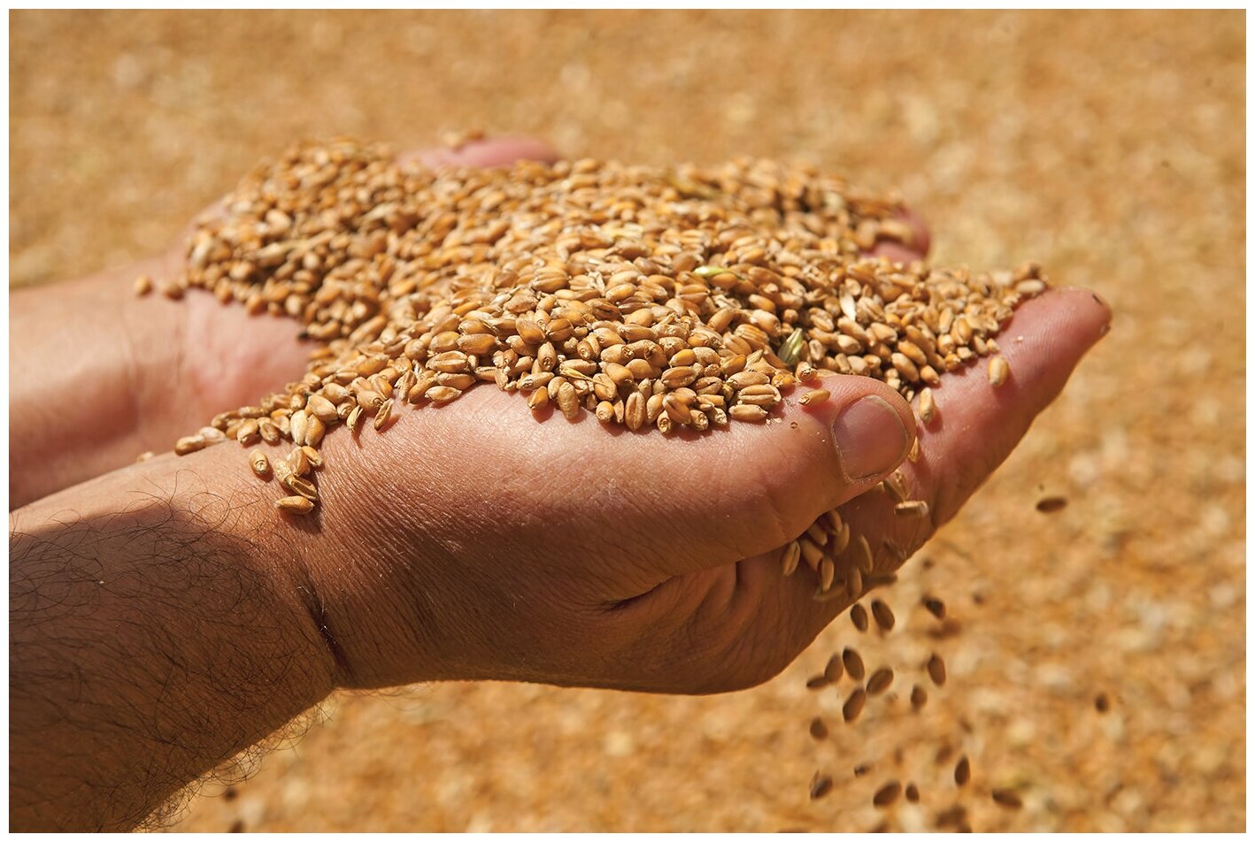 Пшеница свежее зерно в мешке 20кг не шлифованная Эко продукт для проращивания и пивоварения - фотография № 8