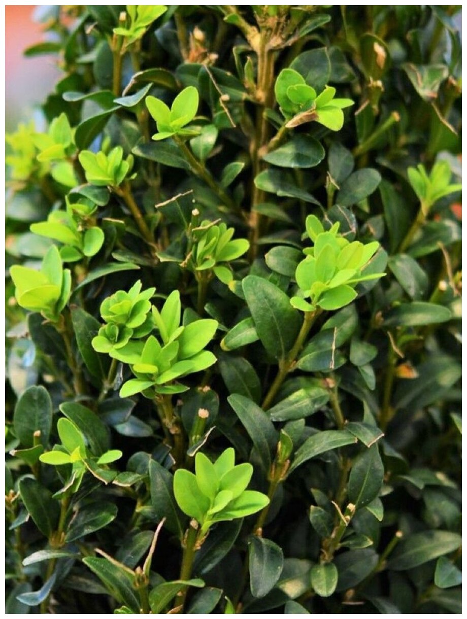 Семена Самшит вечнозеленый (Buxus sempervirens) 10 штук