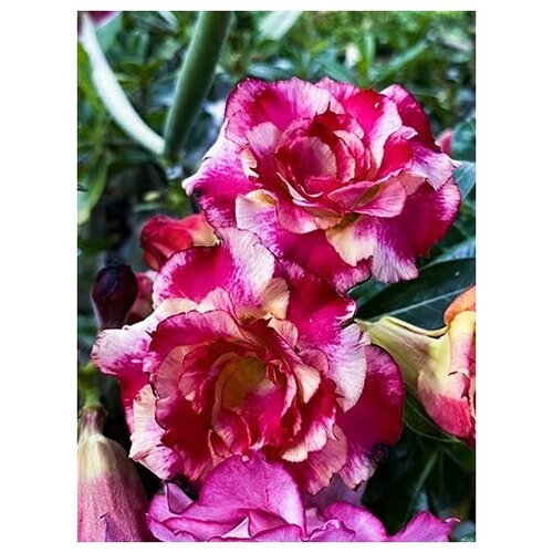 Адениум Popcorn 2, суккулент цветущий для дома, живое растение в горшке, 7 см