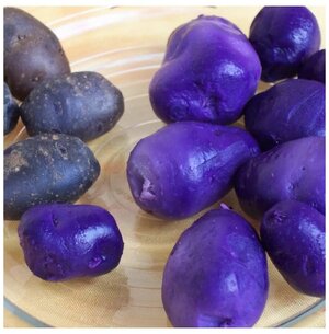 Семена Картофель фиолетовый, редчайший (Гурман) 5 шт. — купить винтернет-магазине по низкой цене на Яндекс Маркете