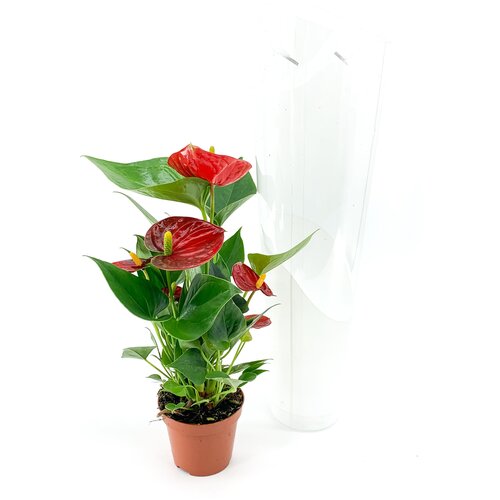 Антуриум микс, высота 30-40 см, дм 12 см, цвет красный, комнатное растение