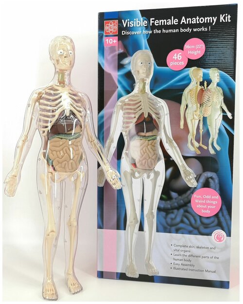 Анатомический набор EDU-TOYS (органы, скелет 56см, жен.) MK001