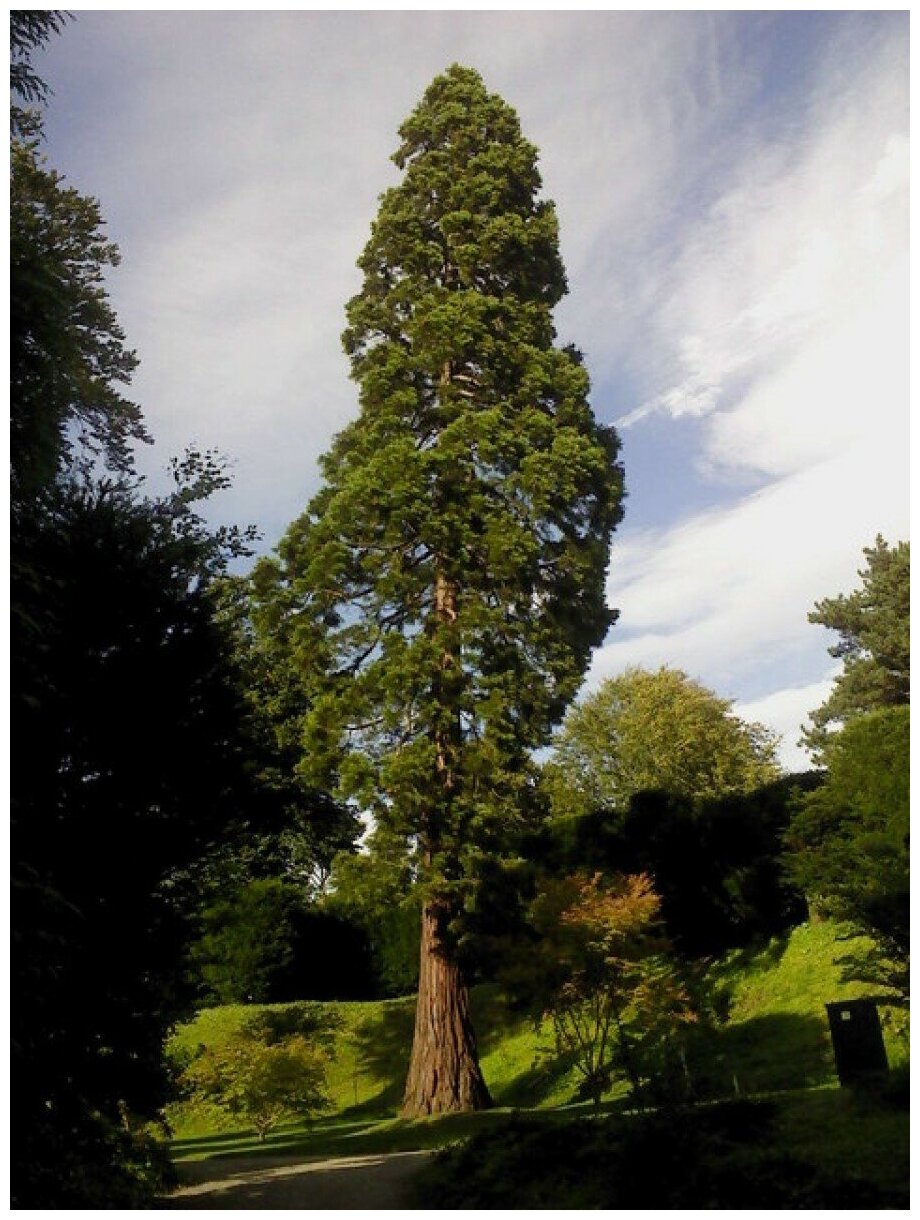 Семена Секвойя вечнозелёная (Sequoia sempervirens) 20 штук