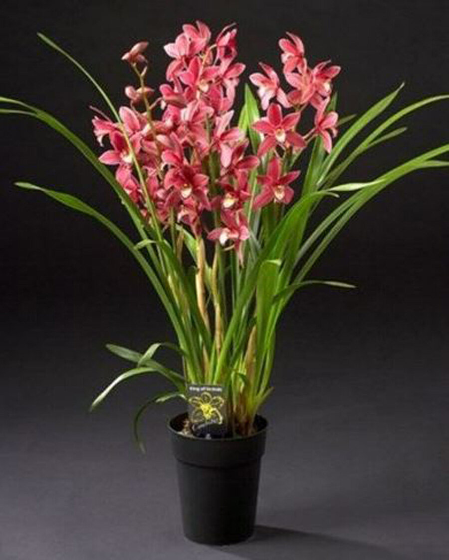 Цимбидиум Красный - Cymbidium D18 H90