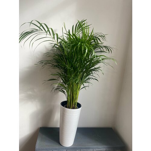 Пальма Арека Хризолидокарпус в высоком кашпо ( в ассортименте)