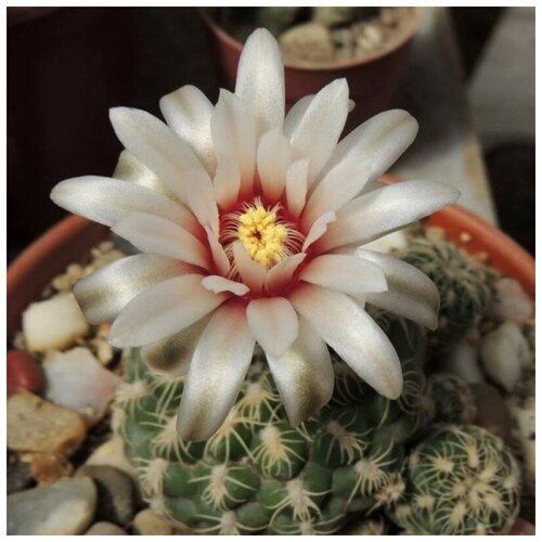 Семена Орешка Суккулент Кактус Gymnocalycium calochlorum 10 шт. семена орешка суккулент кактус gymnocalycium baldianum p 127 10 шт