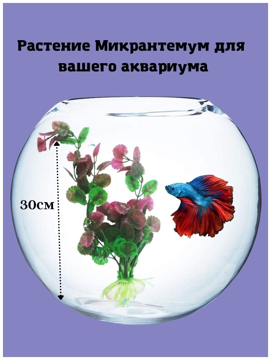 Растение Микрантемум красно-зелёный пластик 30см - фотография № 3
