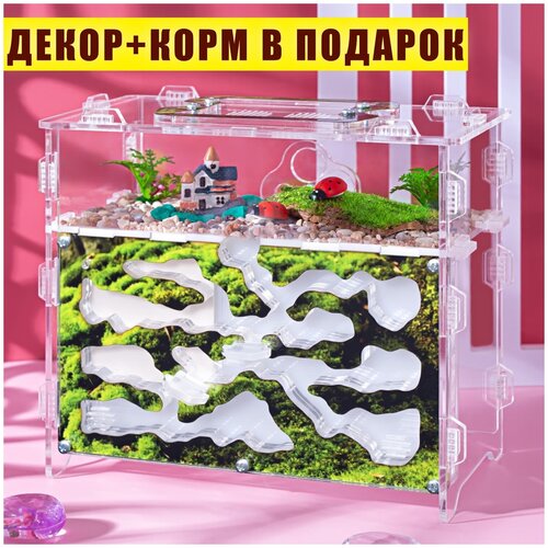 Муравьиная ферма 