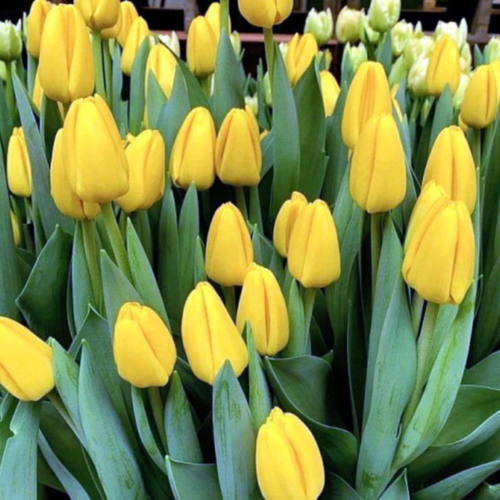 Луковицы цветов, клумба, Тюльпан желтый NOVI SAN ( 3 штуки)