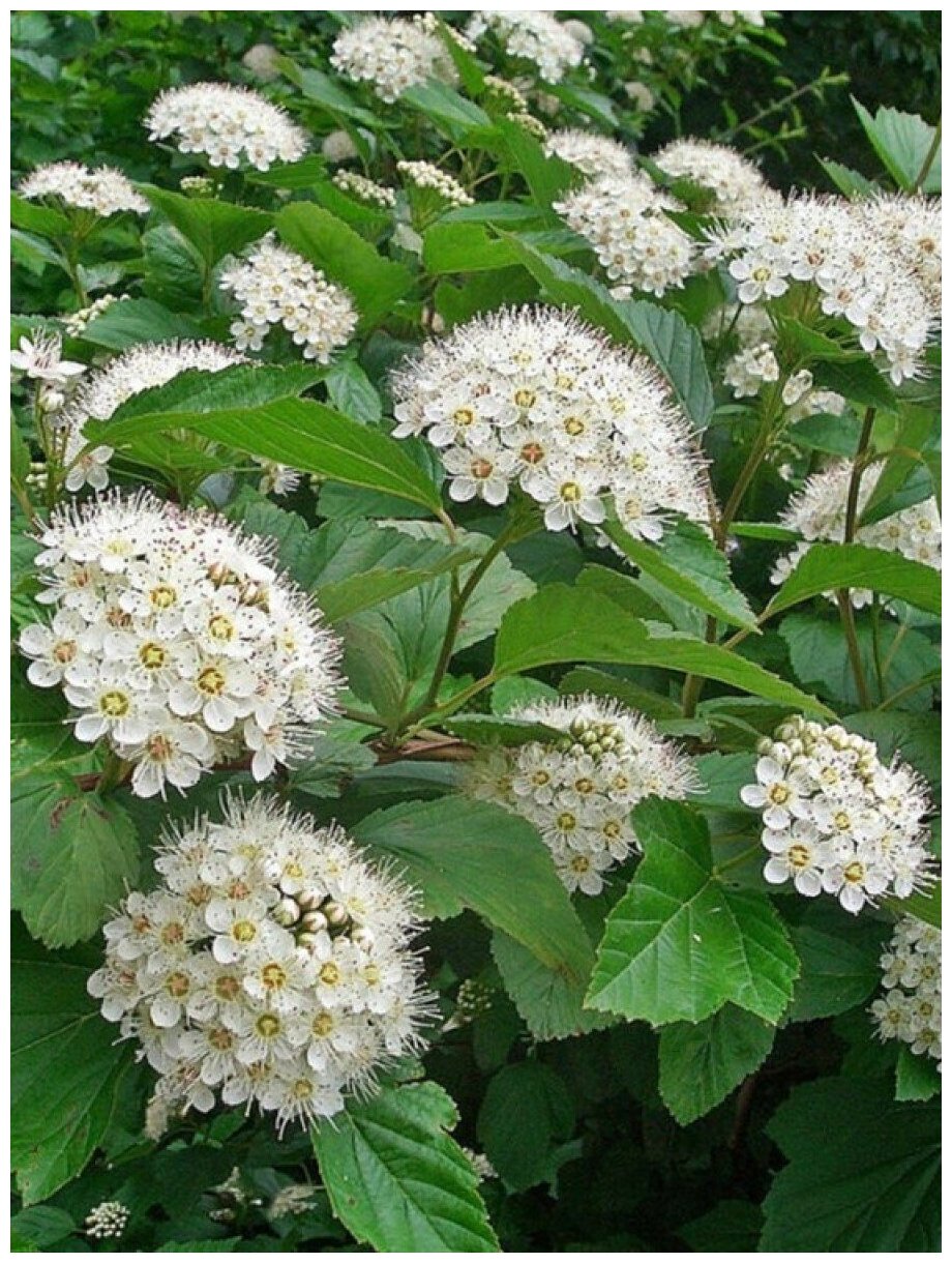 Семена Пузыреплодник калинолистный (Physocarpus opulifolius) 100 штук