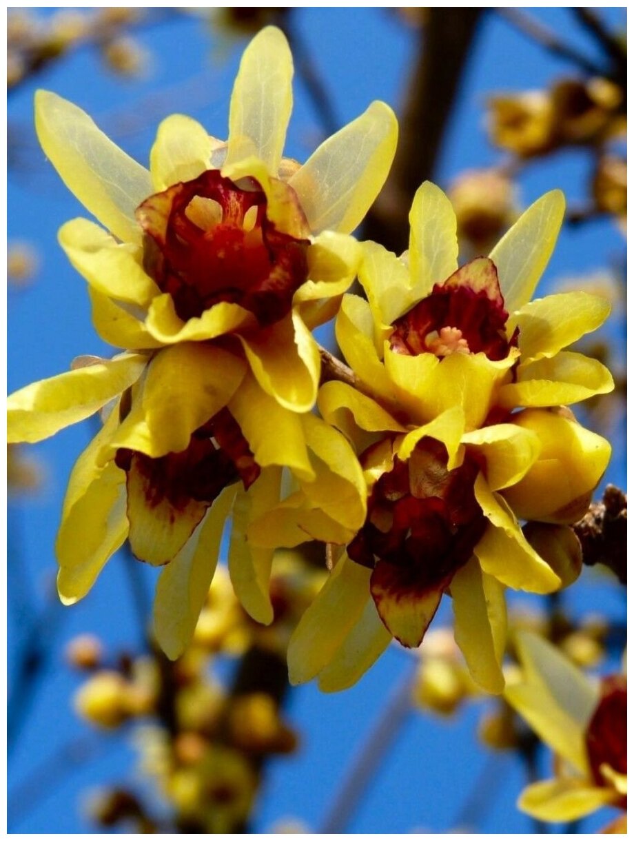 Семена Химонант скороспелый (Chimonanthus praecox) 5 штук