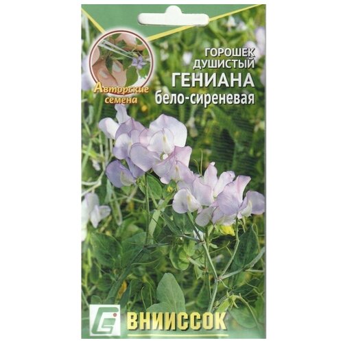 Горошек душистый Гениана бело-сиреневая