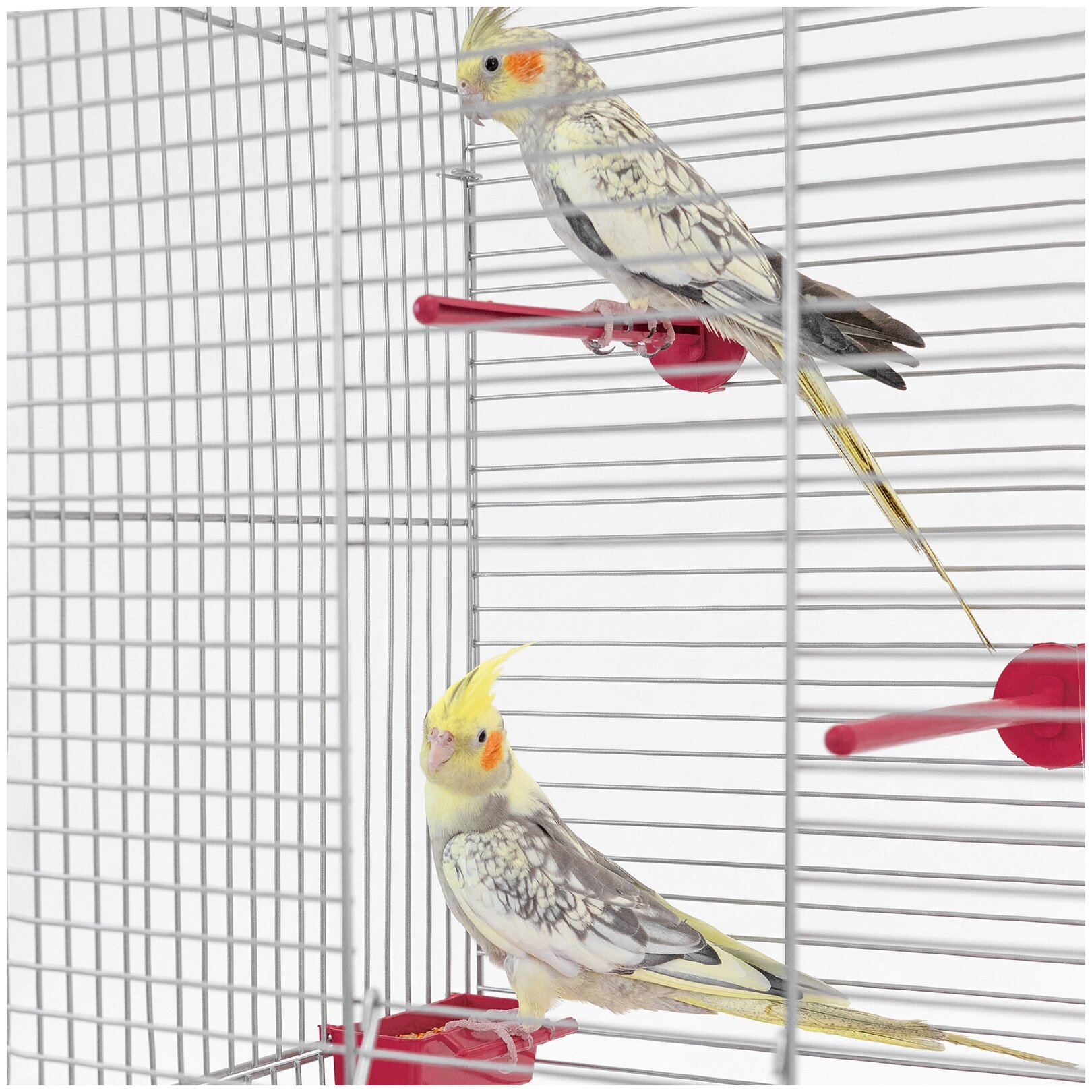 Клетка для птиц 58 х 40 х 48см: для попугая, для канарейки ЛОФТ-1 разборная "PetTails", 1 секция, шаг прута 11мм, рубиновая - фотография № 6