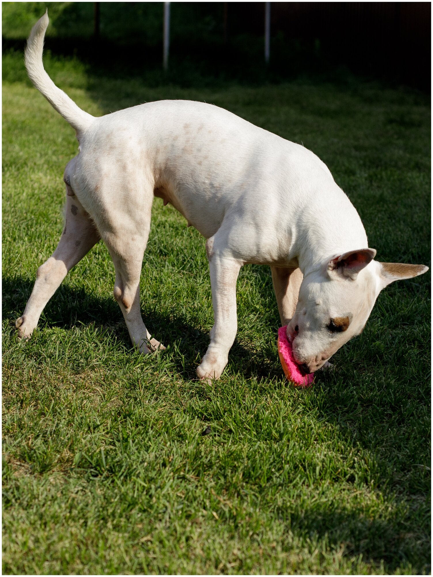 Игрушка для собак Japan Premium Pet Фрисби пушистый, розовый. - фотография № 17