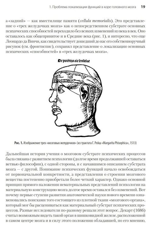 Высшие корковые функции человека - фото №5