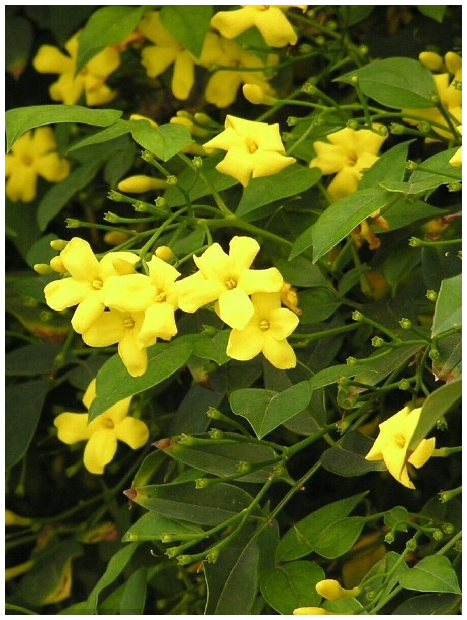 Семена Жасмин желтый кустарниковый (Jasminum fruticans), 15 штук