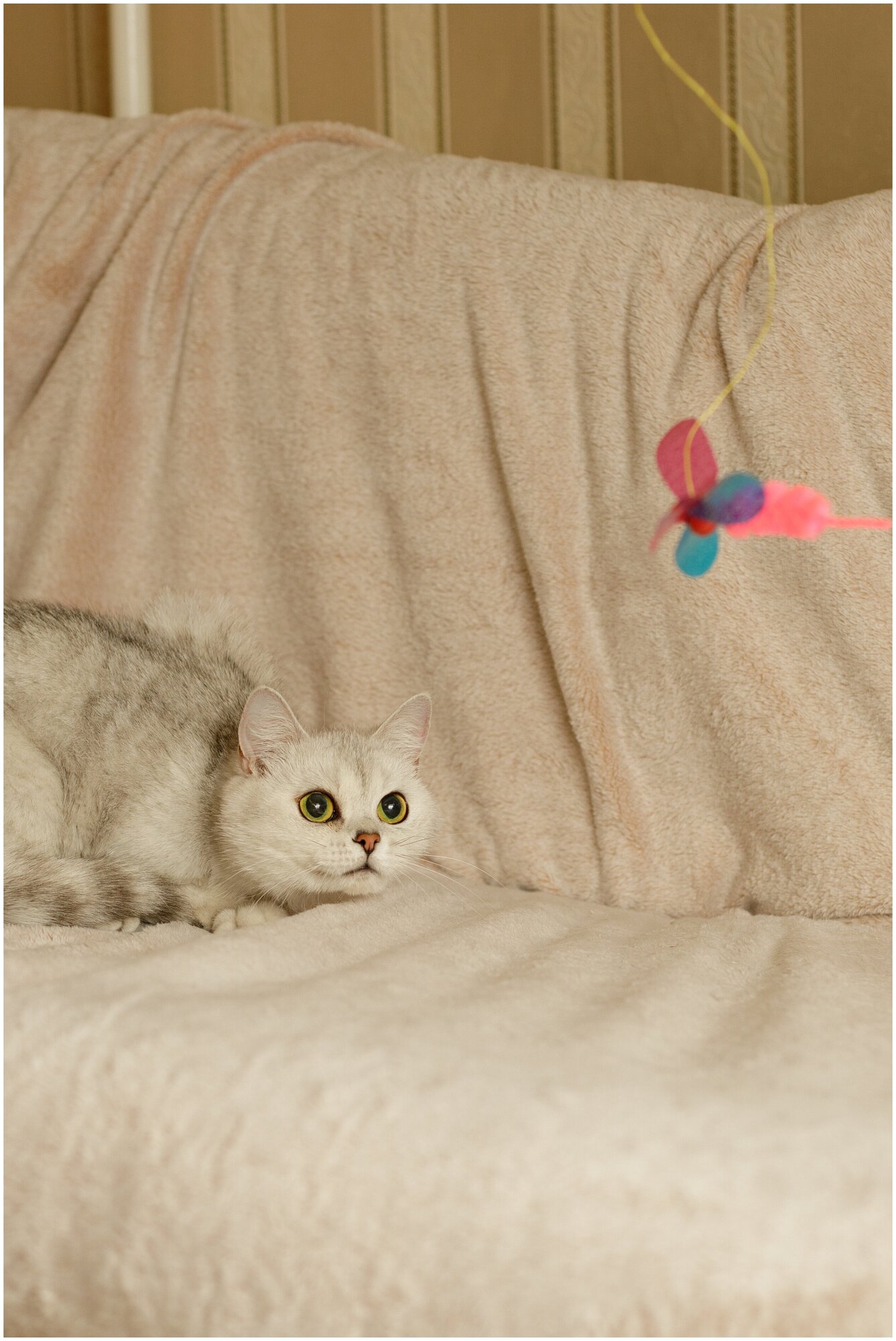Игрушка для кошек Japan Premium Pet удочка с непредсказуемой траекторией движения для опытных кошачьих охотников , стрекоза - фотография № 2