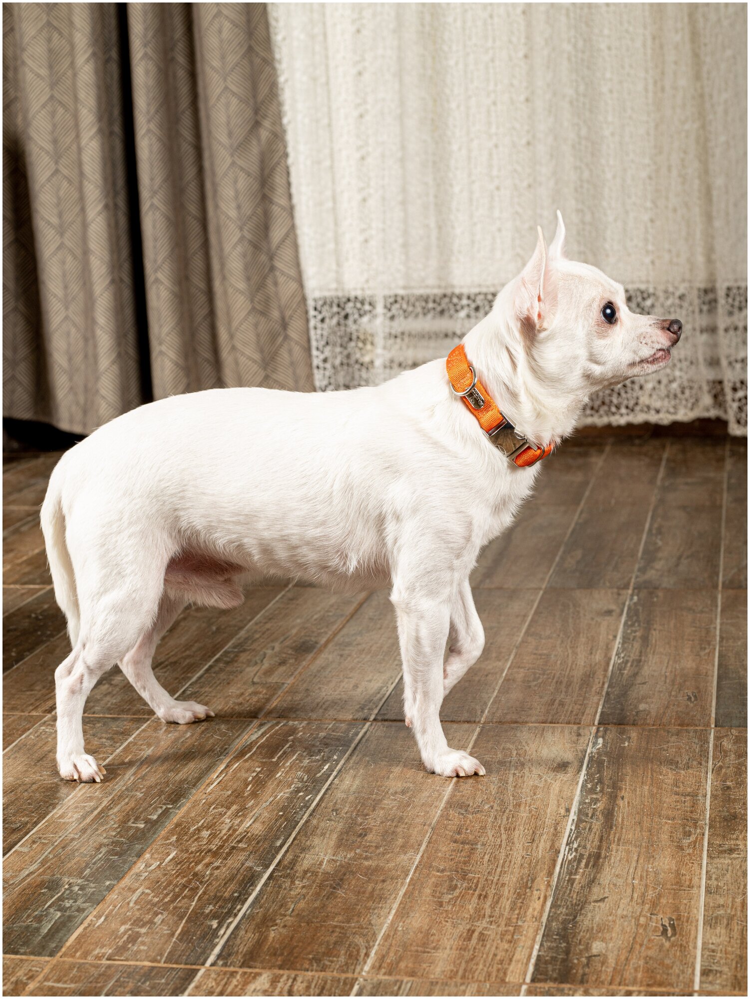 Воздушный ошейник Japan Premium Pet для активных и серьёзных собак, размер S (цвет: оранжевый) - фотография № 5