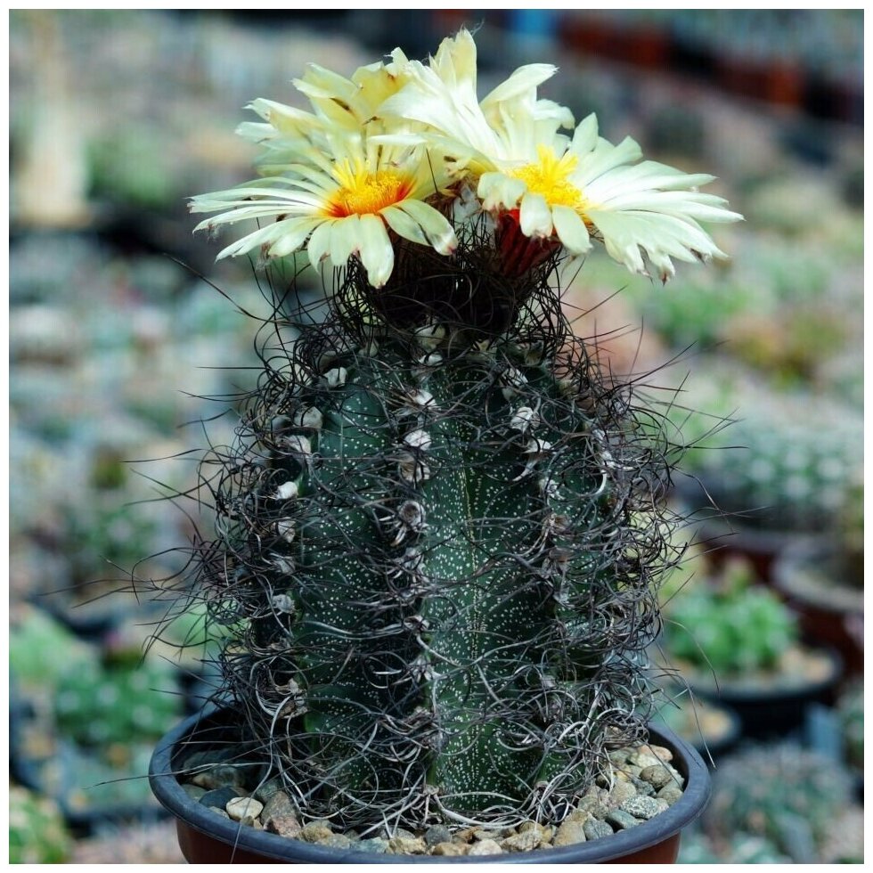 Семена Орешка Суккулент Кактус Astrophytum capricorne v. minor P-269 10 шт.