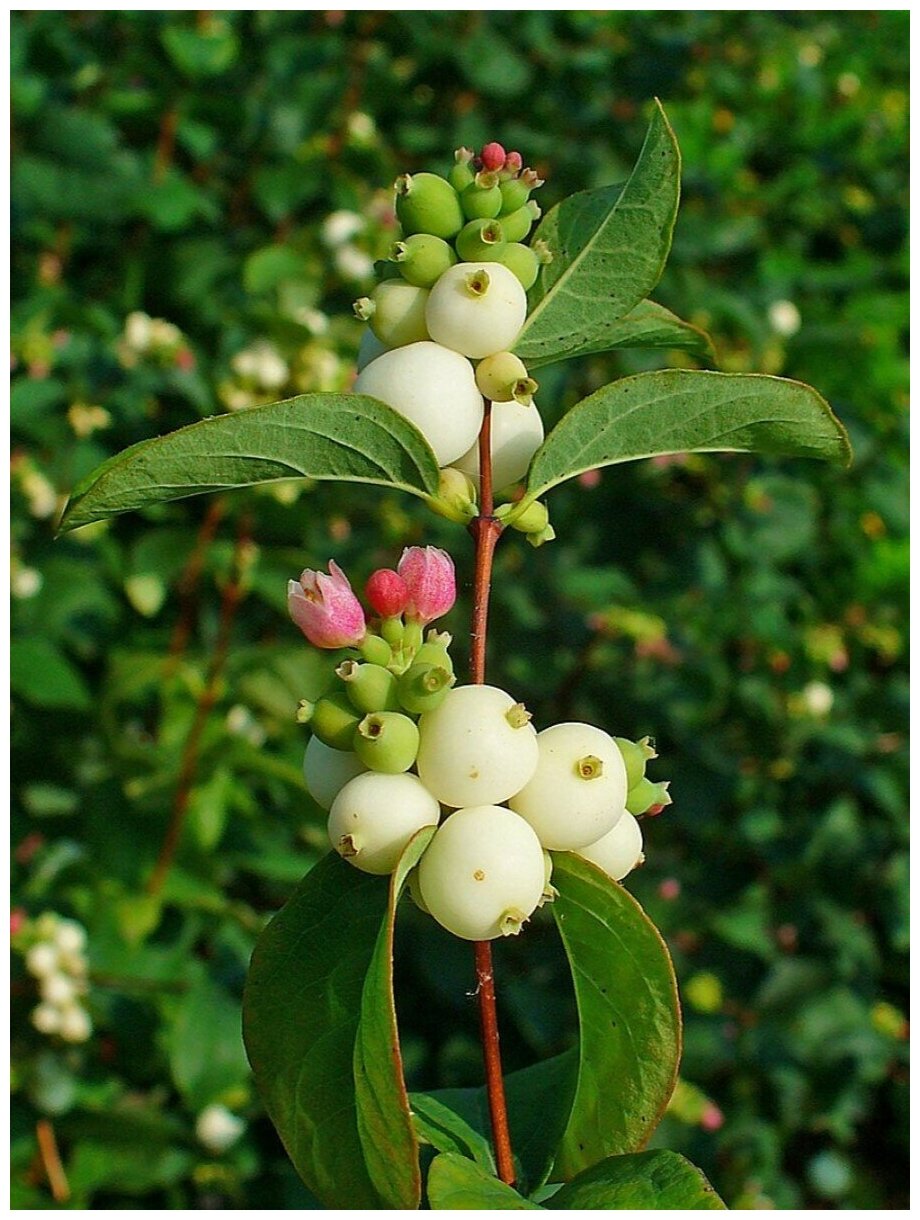 Семена Снежноягодник белый (Symphoricarpos albus) 40 штук