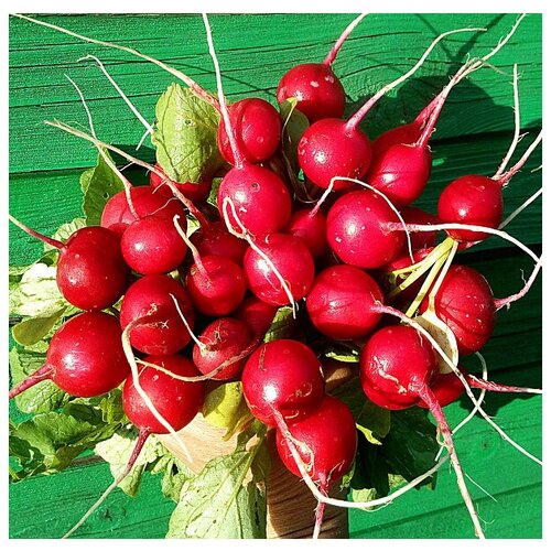 Семена Редис 