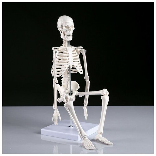 Макет Скелет человека 45см макет челюсти человека 12х9см