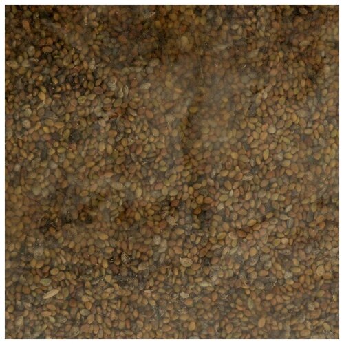 Семена Донник жёлтый 200г.