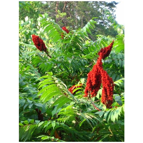 Семена Сумах дубильный (Rhus coriaria), 25 штук семена орешка сумах дубильный 50 шт