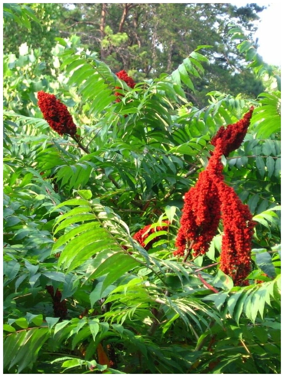 Семена Сумах дубильный (Rhus coriaria), 25 штук