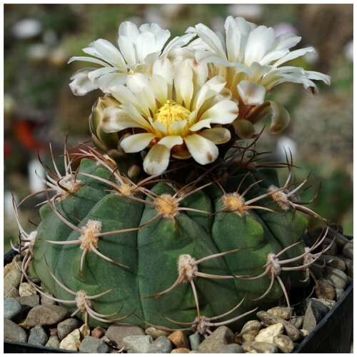 Семена Орешка Суккулент Кактус Gymnocalycium ambatoense GN-915/3000 10 шт. семена орешка суккулент кактус gymnocalycium ambatoense gn 915 3000 10 шт