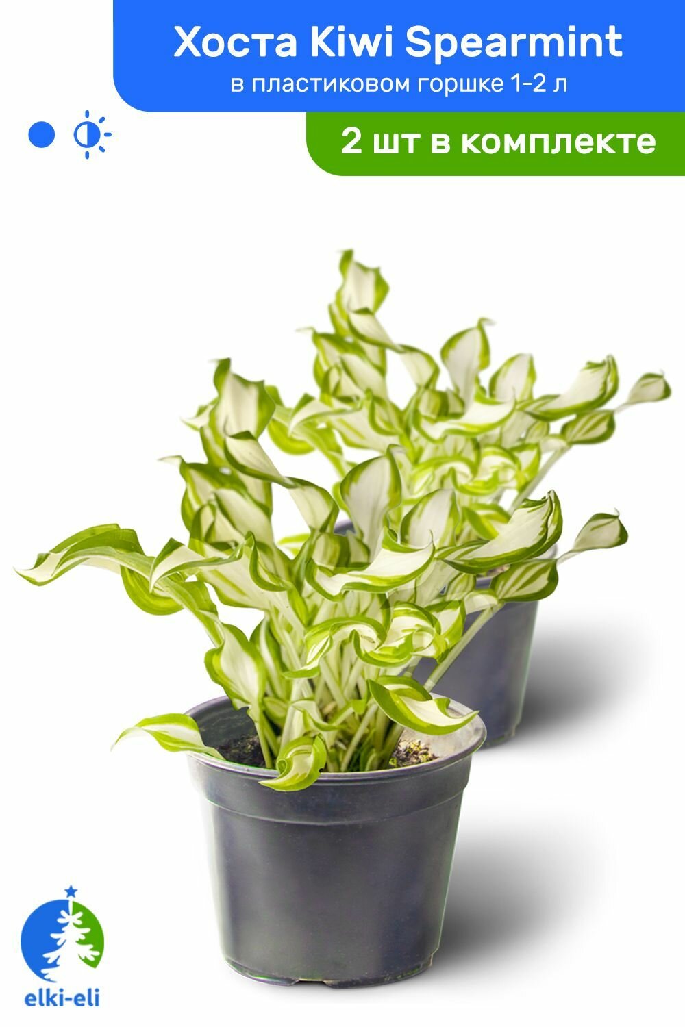 Хоста Kiwi Spearmint (Киви Сперминт) в пластиковом горшке 1-2 л травянистый многолетник саженец комплект из 2 шт