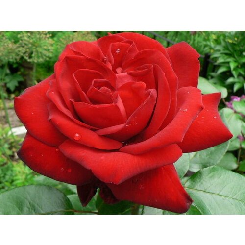 Роза Чайно-гибридная Ингрид Бергман (Rose Ingrid Bergman) Саженец/30-40 см./1 год/3л/Закрытая (ЗКС)