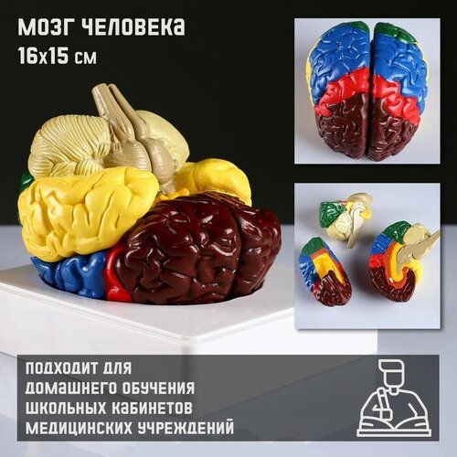 Макет Мозг человека 16*15см мозг