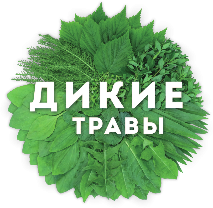 Дикие травы: как найти целебные продукты и создать собственные натуральные лекарства - фото №14