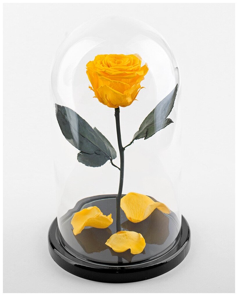 Желтая роза в колбе "Мини" с подарочной коробкой/21 см